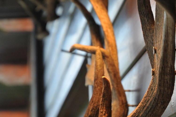Arbre Dresse Villa Somme-Leuze Rum bild